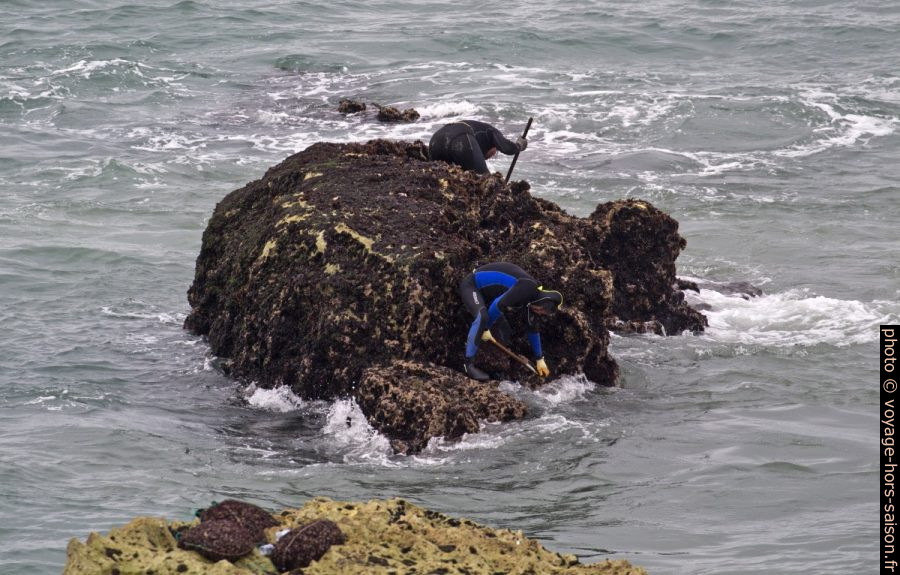 Ramasseurs de pédonculés sur un rocher par mer basse. Photo © André M. Winter