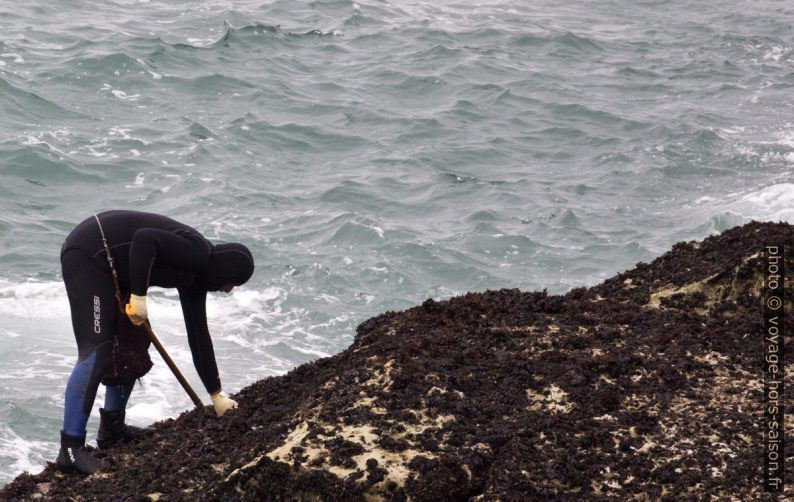 Un ramasseurs de pédonculés par mer basse. Photo © André M. Winter