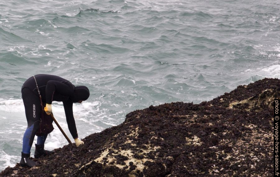Un ramasseurs de pédonculés par mer basse. Photo © André M. Winter