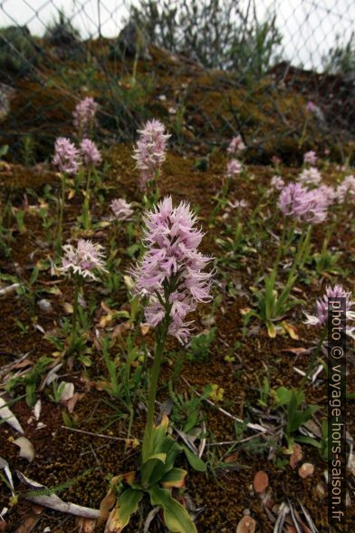 Orchis italica au Portugal. Photo © André M. Winter