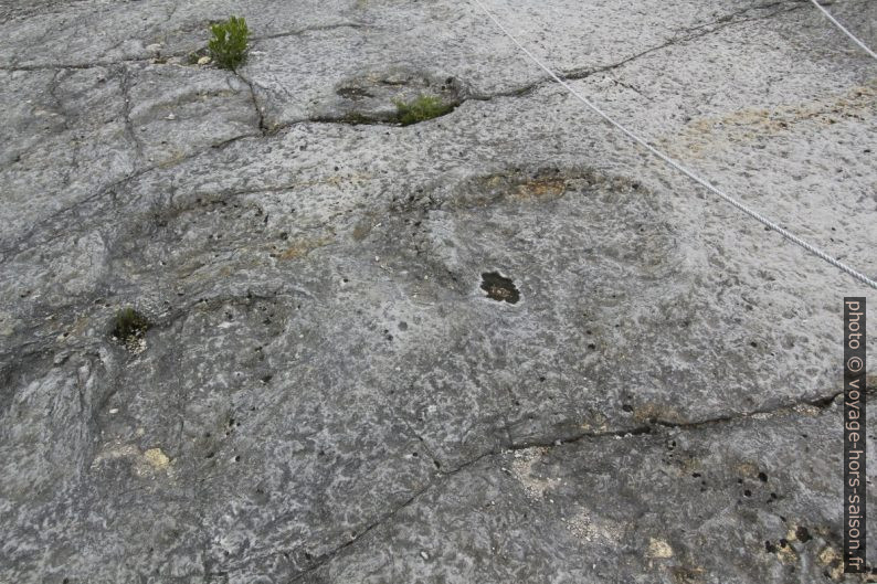 Pas de dinosaure de la Serra de Aire. Photo © André M. Winter