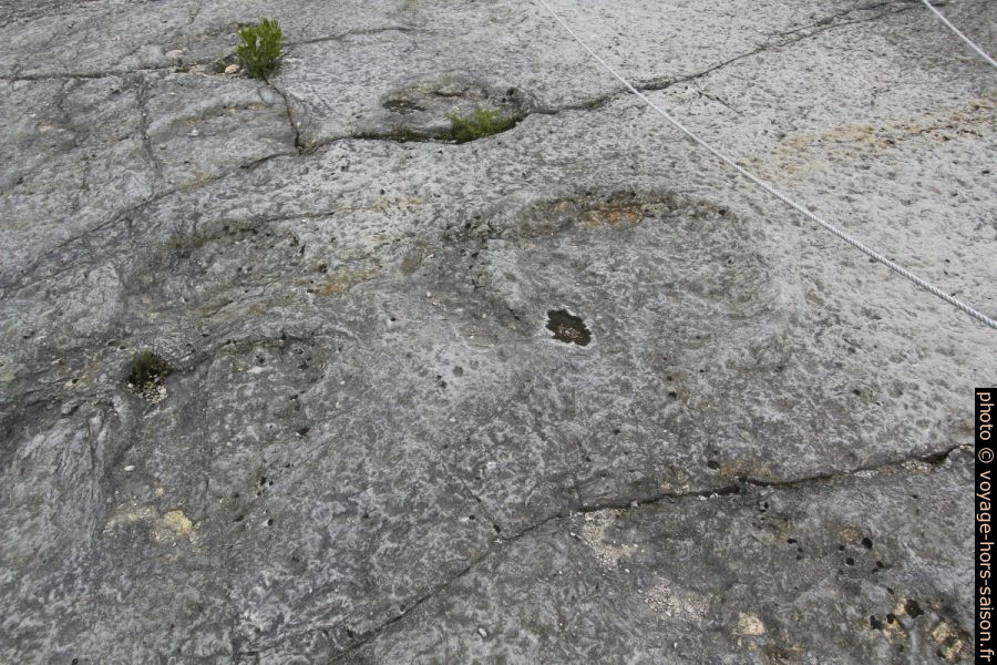 Pas de dinosaure de la Serra de Aire. Photo © André M. Winter
