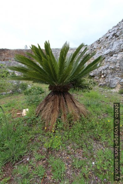 Cycas du Japon. Photo © André M. Winter