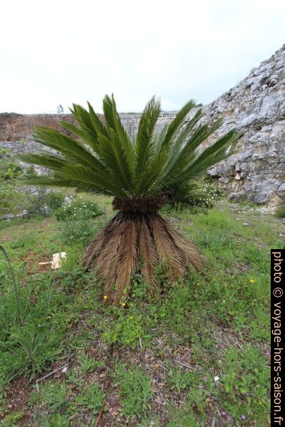 Cycas du Japon. Photo © André M. Winter