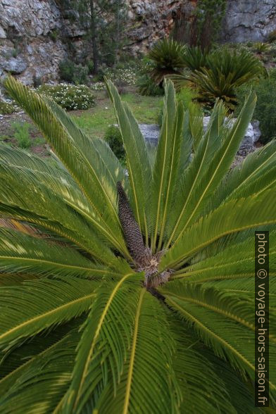 Cône mâle d'un cycas du Japon. Photo © André M. Winter