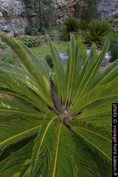 Cône mâle d'un cycas du Japon. Photo © André M. Winter