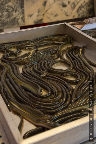 Anguilles au Mercado do Peixe da Costa Nova. Photo © Alex Medwedeff