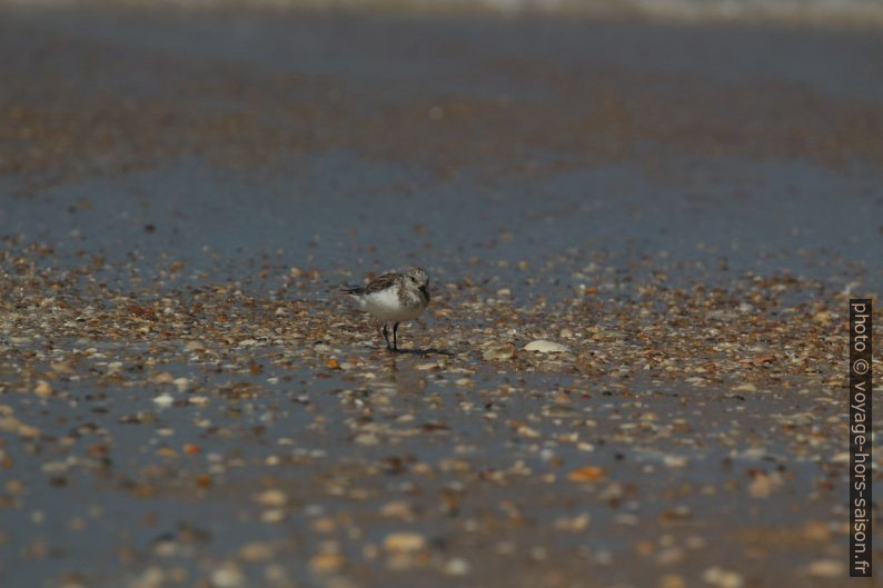 Un bécasseau sanderling sur la plage. Photo © André M. Winter