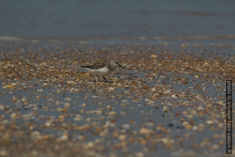 Un bécasseau sanderling vu au téléobjectif. Photo © André M. Winter