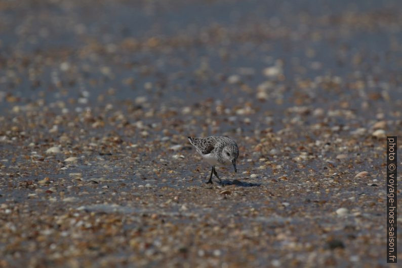 Un bécasseau sanderling recherche des mollusques de la plage. Photo © André M. Winter