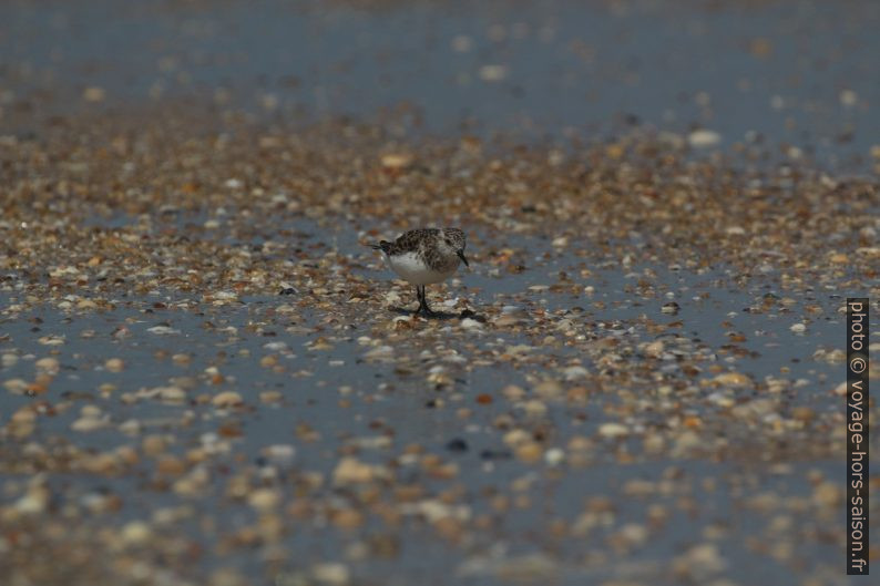 Un bécasseau sanderling en train de chercher des proies. Photo © André M. Winter