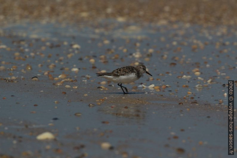 Un bécasseau sanderling vu de côté. Photo © André M. Winter