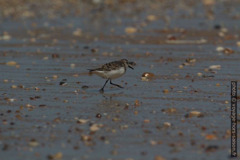 Un bécasseau sanderling court sur le sable fin. Photo © André M. Winter