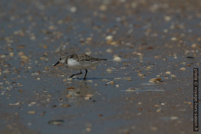 Bécasseau sanderling. Photo © André M. Winter