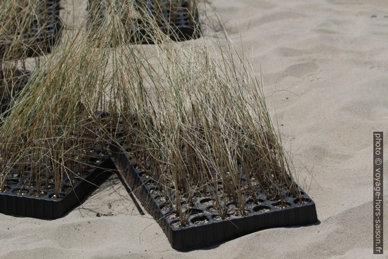 Plants d'herbes pour stabiliser les dunes en bordure de la Praia de Mira. Photo © André M. Winter
