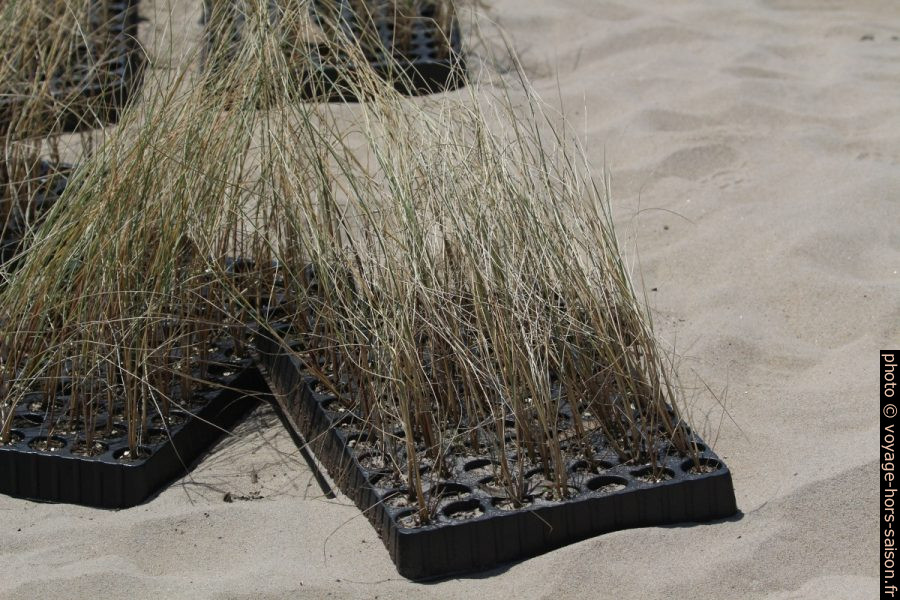 Plants d'herbes pour stabiliser les dunes en bordure de la Praia de Mira. Photo © André M. Winter