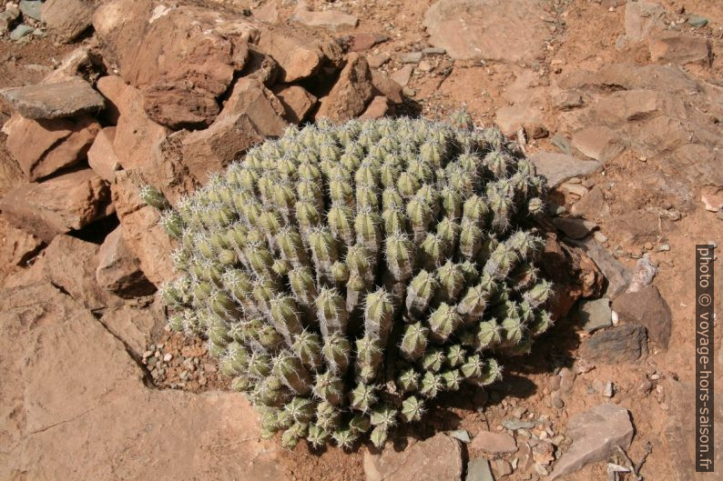 Euphorbia echinus. Photo © André M. Winter