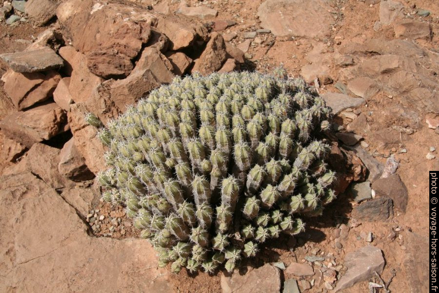 Euphorbia echinus. Photo © André M. Winter