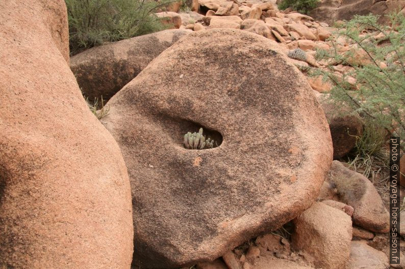 Cactus dans une cavité dans un rocher de granit. Photo © André M. Winter