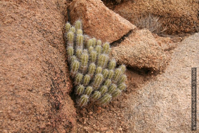 Euphorbia Echinus au Maroc. Photo © André M. Winter