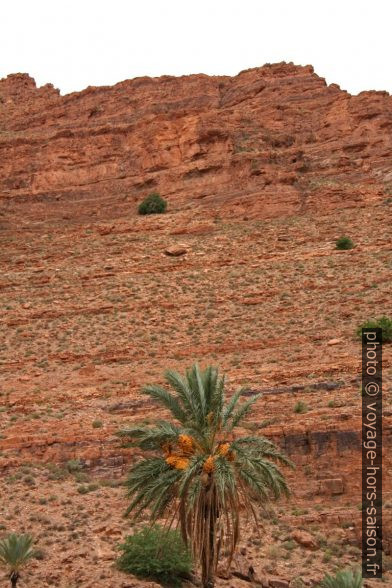 Palmier dans les Gorges d'Aït Mansour. Photo © Alex Medwedeff