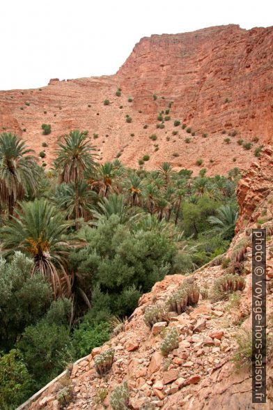 Palmeraie à Aït Mansour. Photo © Alex Medwedeff