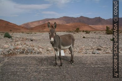 Ane sur la route au Maroc du sud. Photo © André M. Winter