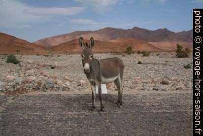 Ane sur la route au Maroc du sud. Photo © André M. Winter