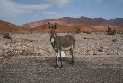 Ane sur la route au Maroc du sud. Photo © André M. Winter