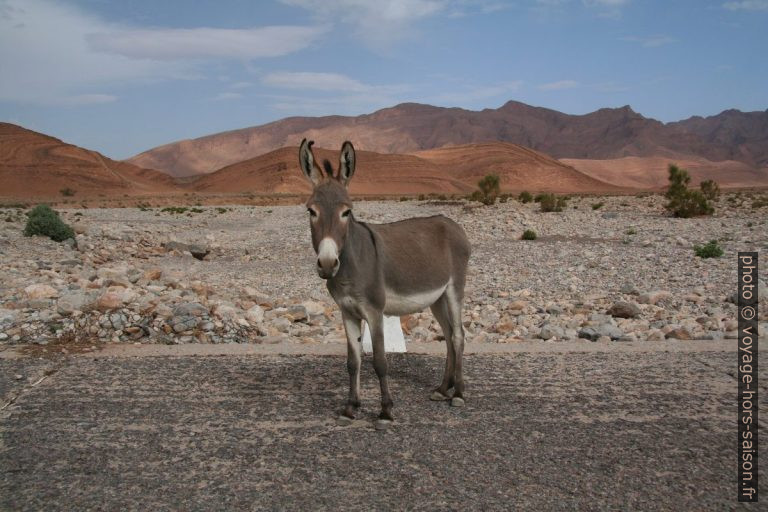 Ane sur la route au Maroc du sud. Photo © André M. Winter