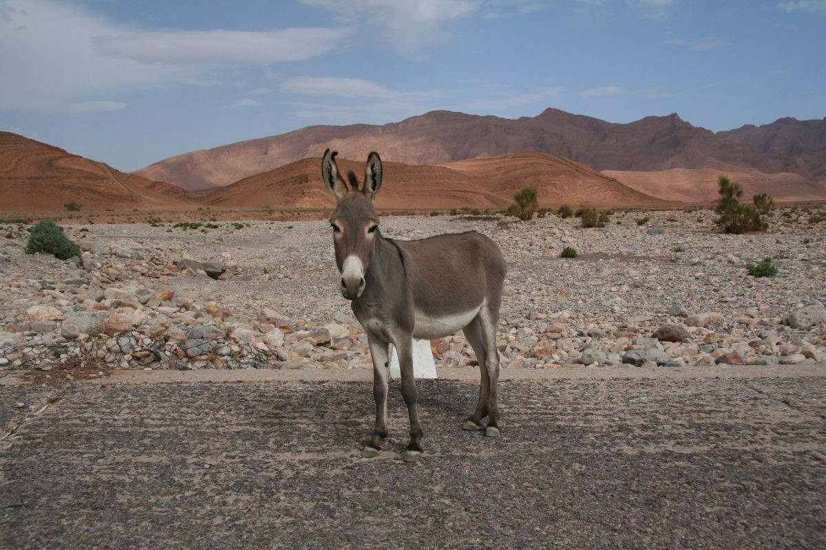 Ane sur la route au Maroc du sud. Photo © André M. Winter