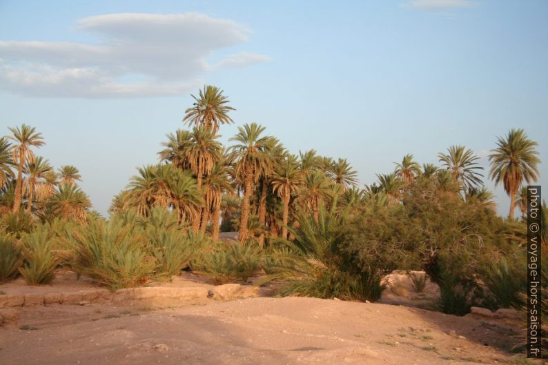 Palmiers dans une oasis au sud de Tata. Photo © André M. Winter