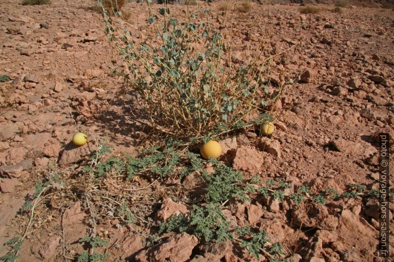 Coloquinte (Citrullus colocynthis). Photo © André M. Winter