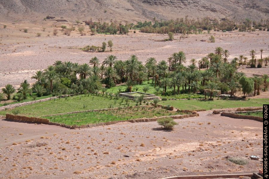 Champs maraîcher au bord d'un oued. Photo © André M. Winter