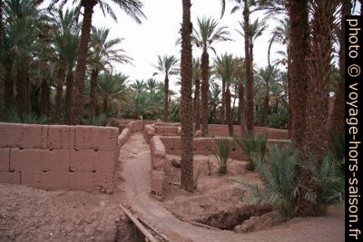 Parcelles dans la palmeraie de Zagora. Photo © André M. Winter