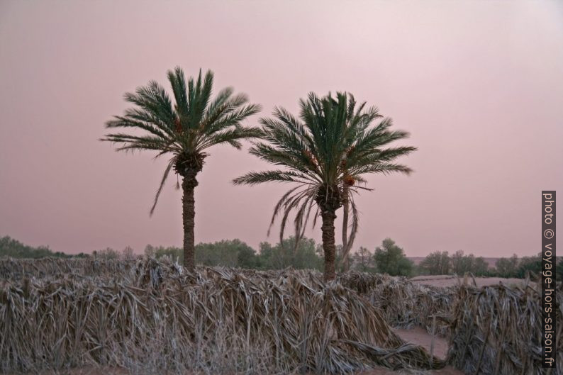 Deux palmiers sur fond de vent de sable. Photo © Alex Medwedeff