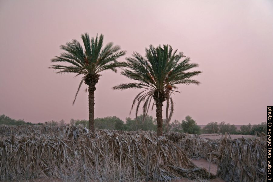 Deux palmiers sur fond de vent de sable. Photo © Alex Medwedeff