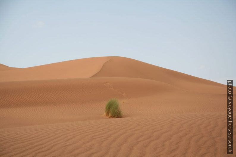 Buisson dans les dunes de Tinfou. Photo © Alex Medwedeff