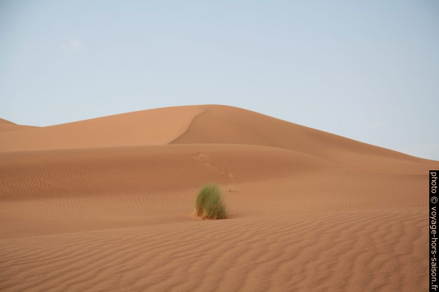 Buisson dans les dunes de Tinfou. Photo © Alex Medwedeff