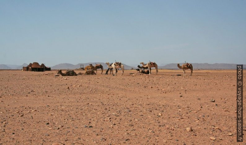 Dromadaires pour touristes près des dunes de Tinfou. Photo © Alex Medwedeff