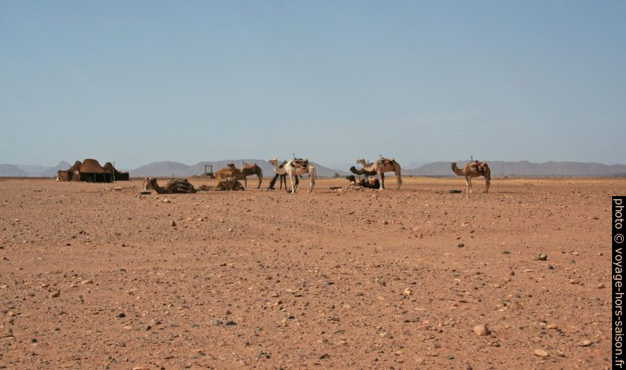 Dromadaires pour touristes près des dunes de Tinfou. Photo © Alex Medwedeff