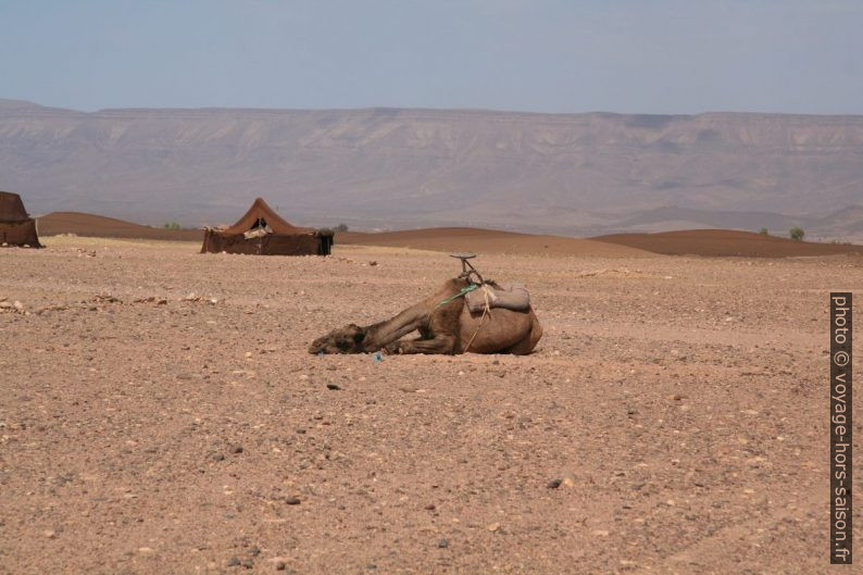 Dromadaire au repos. Photo © Alex Medwedeff