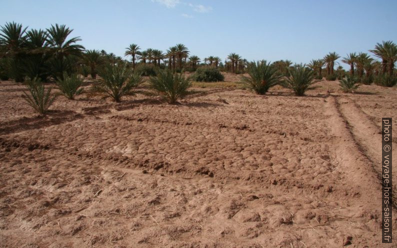 Plantations près de la Zaouïa-el-Barrahnia. Photo © André M. Winter