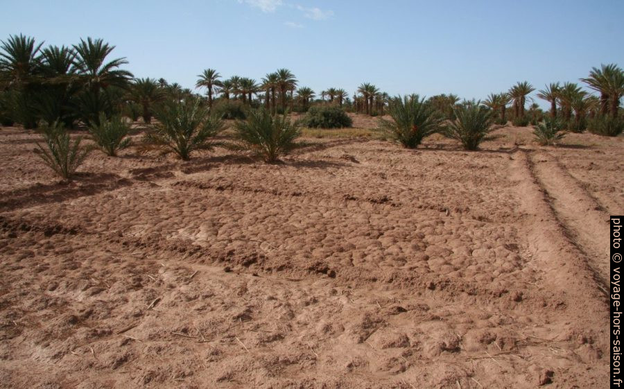 Plantations près de la Zaouïa-el-Barrahnia. Photo © André M. Winter