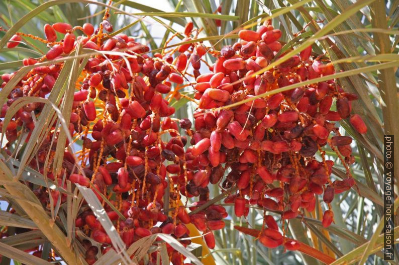 Dattes rouges mûres. Photo © Alex Medwedeff