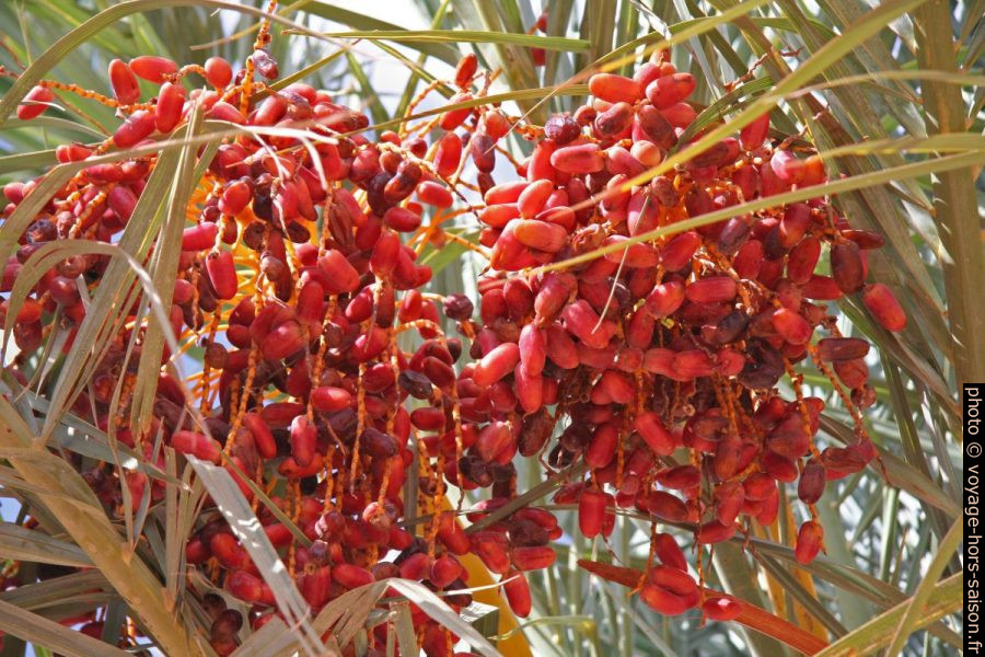 Dattes rouges mûres. Photo © Alex Medwedeff