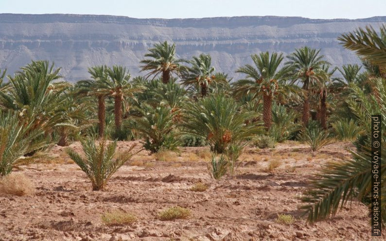 Palmeraie près de la Zaouïa-el-Barrahnia. Photo © André M. Winter