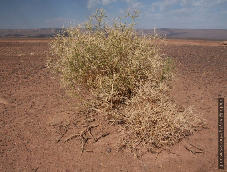 Buisson épineux. Photo © André M. Winter