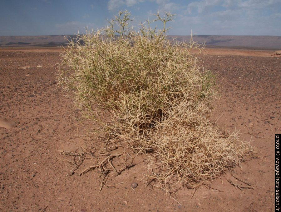 Buisson épineux. Photo © André M. Winter