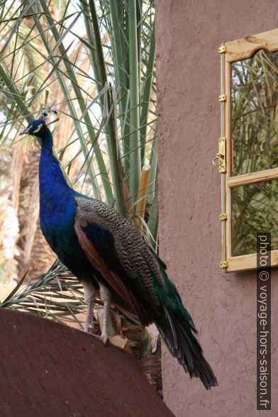 Paon sur la tente berbère. Photo © Alex Medwedeff